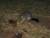 opossums !!!!