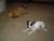 ROSIE et MUFFIN !!