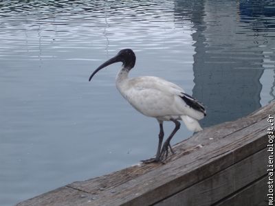 Un bel IBIS